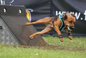 Lets Get The Dogs in Here! â Balls.com â Index of Balls used in Sporting Games and Events