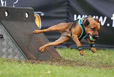 small brown dog jumping off stand with small yellow ball in mouth basic equipment of flyball ball based on size of dog