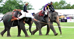 man dangaling off elephant to reach ball basic elephant polo equipment polo stick and polo ball