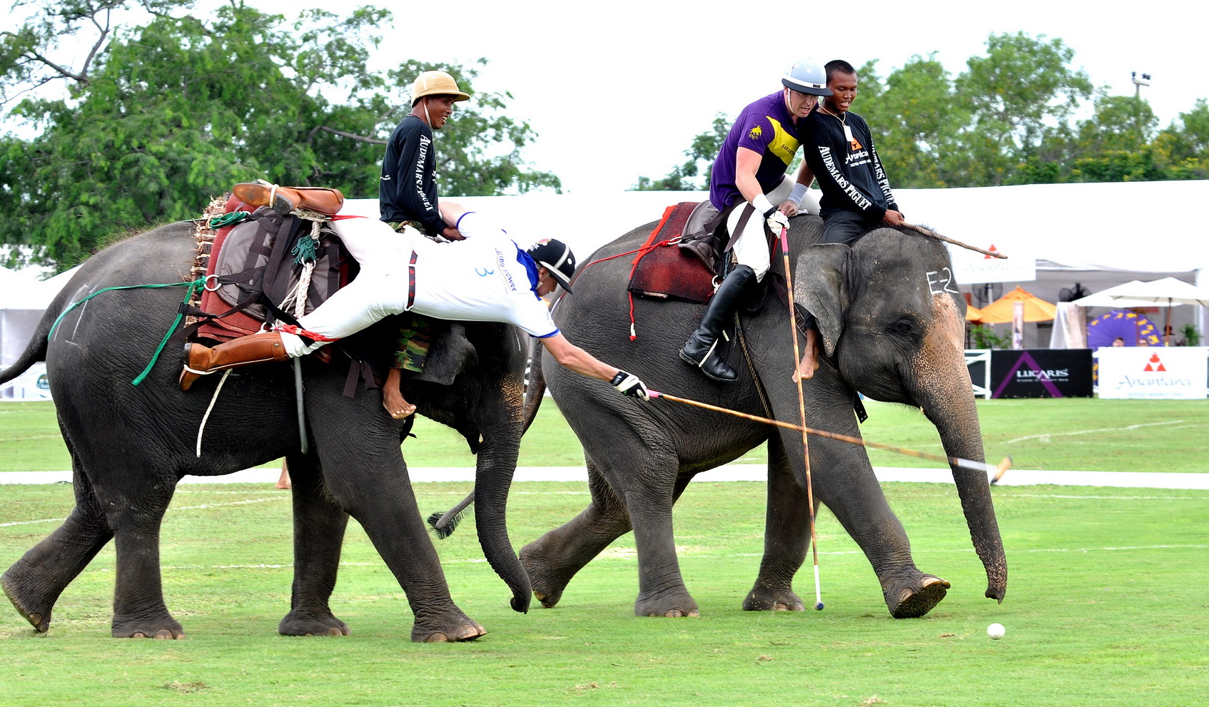 man dangaling off elephant to reach ball basic elephant polo equipment polo stick and polo ball